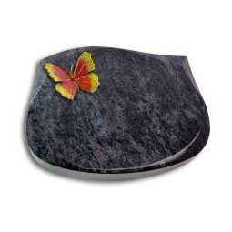Cassiopeia/Kashmir Papillon 2 (Color)